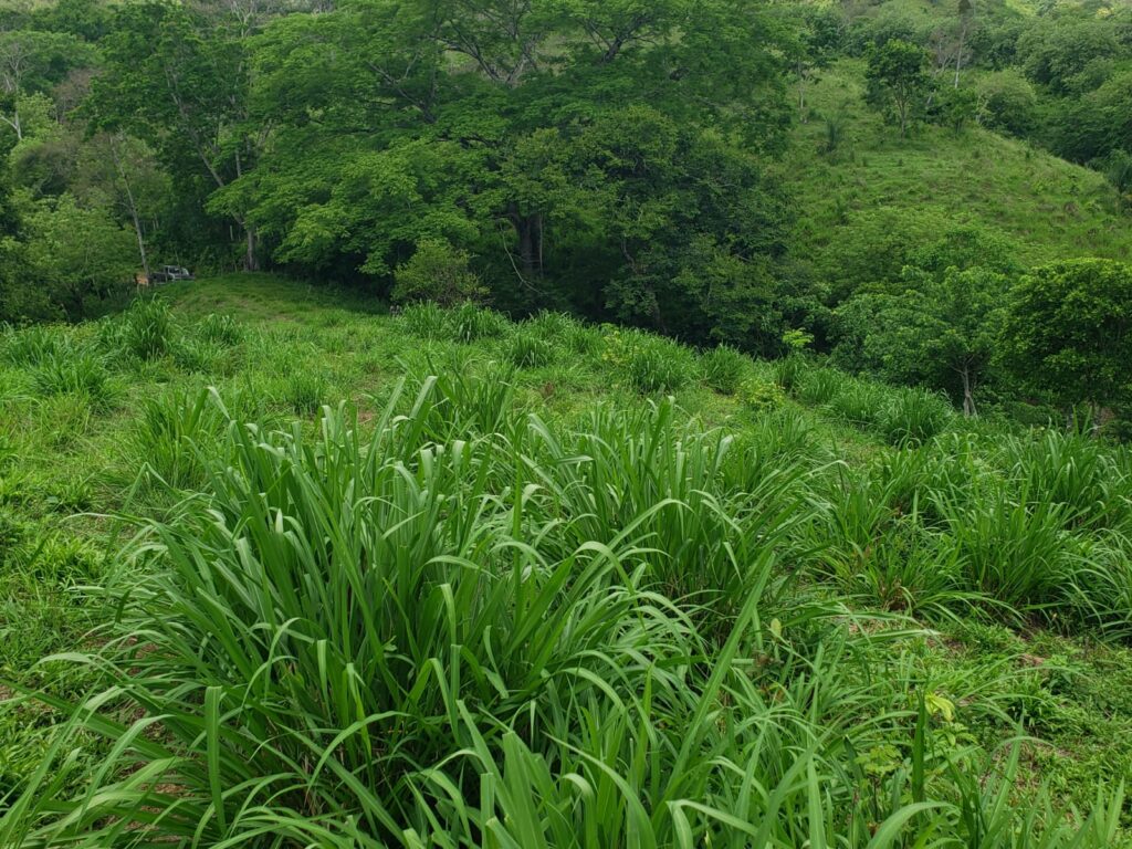 Finca en venta en Honduras con pasto para ganado – Inmobiliaria Imperio Financiero
