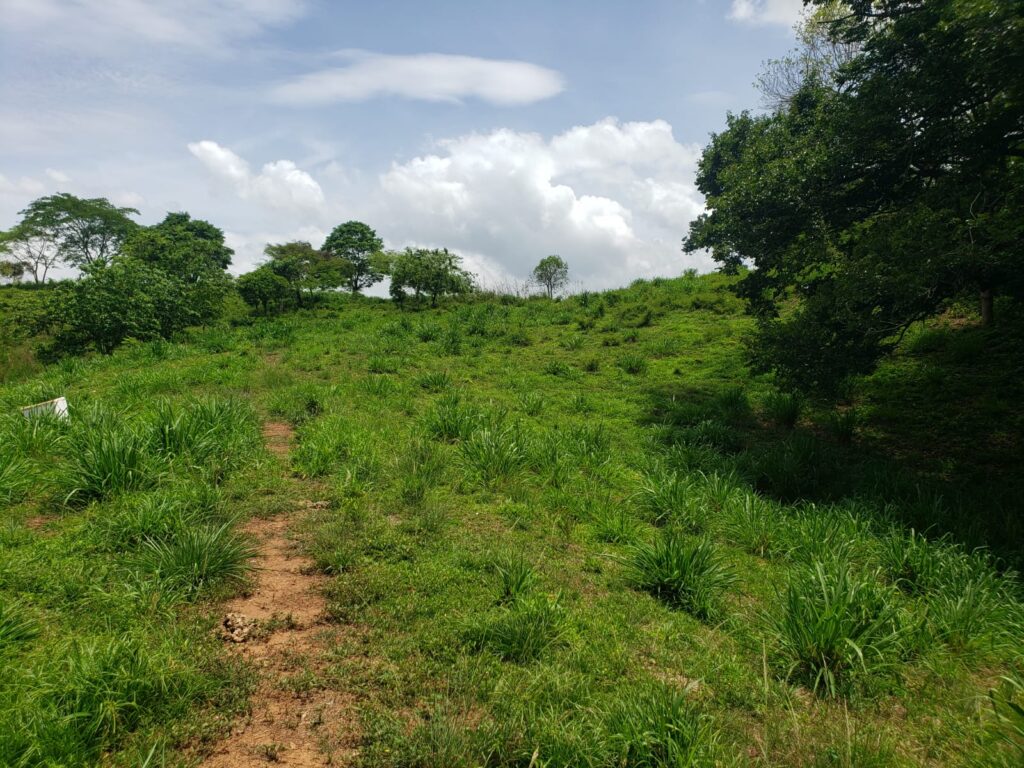 Vista natural de finca en venta con loma y pasto verde – Potrerillos, Olanchito