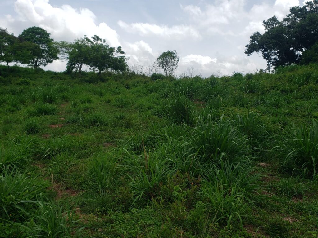 Finca con loma cubierta de pasto en venta en Olanchito, Honduras – ideal para ganadería