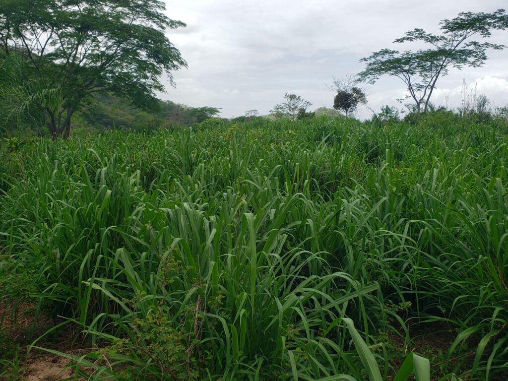 Finca en venta con pasto para ganado en Valle Abajo, Potrerillos, Olanchito
