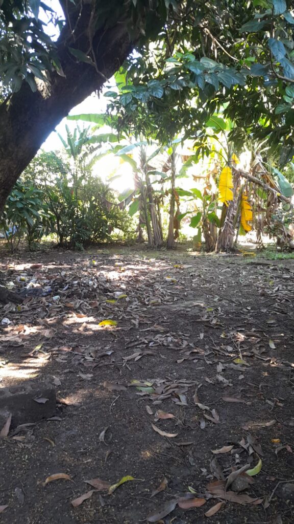 Área trasera de terreno comercial en venta sobre Bulevar Moya Marzuca en Olanchito con amplio espacio y vegetación.